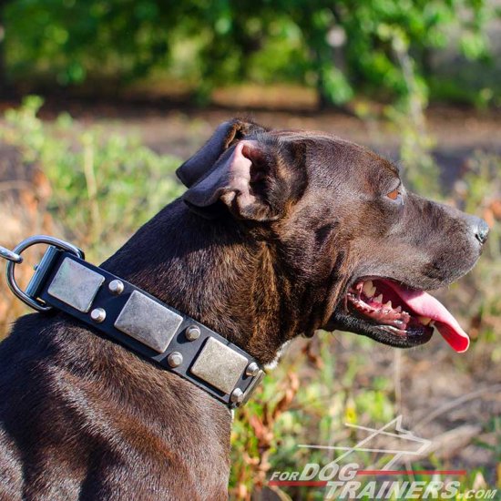 Stylish Leather Pitbull With Vintage Nickel Plates and Studs