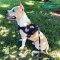Amsatff Presents Super Quality Nylon Dog Harness for Pulling, Tracking, Training