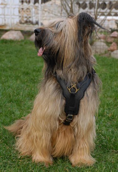 Exclusive Luxurious Handcrafted Padded Leather Dog Harness Briard