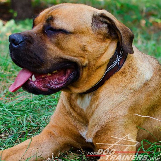 Stylish Barbed Wire Painted Leather Cane Corso Collar