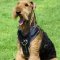 Exclusive Luxurious Handcrafted Padded Leather Dog Harness Perfect for your Airedale Terrier H10