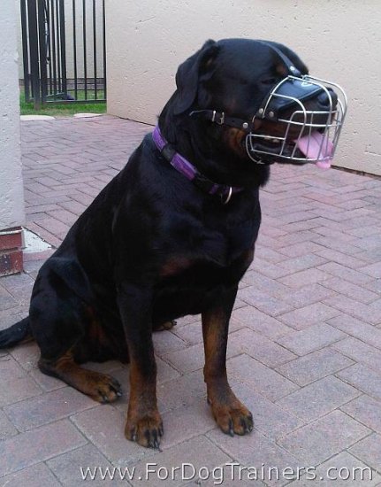 Diesel Rottweiler enjoys wearing Wire Basket Dog Muzzle