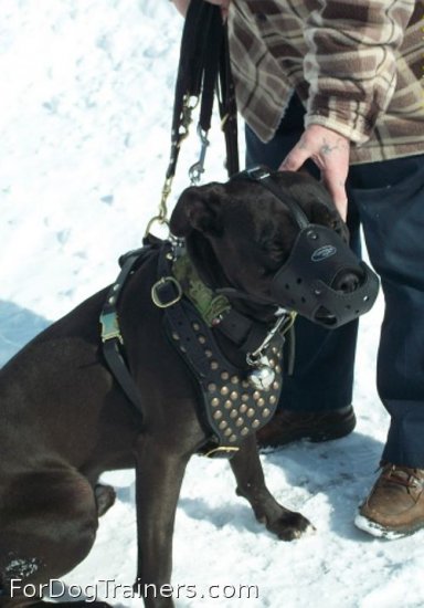 Pitbull from Canada is superb in Studded leather dog harness- H15 - Click Image to Close