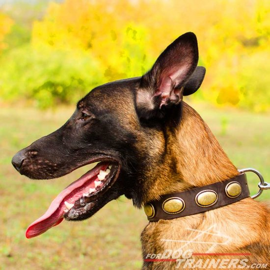 Malinois Vintage Leather Collar with Magnificent Oval Plates