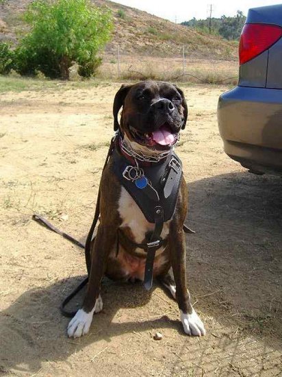 Agitation / Protection / Attack Leather Dog Harness Perfect For Your Boxer H1_1