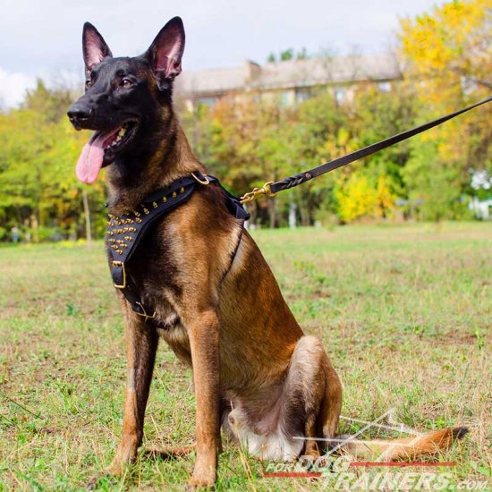 Malinois Designer Leather Harness Decorated with Brass Studs