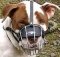 Training and Walking Amstaff Wire Cage Dog Muzzle | Sizing Chart for American Staffordshire Terrier