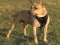 Adjustable Leather Dog Harness for Pitbull Agitation/Protection Work