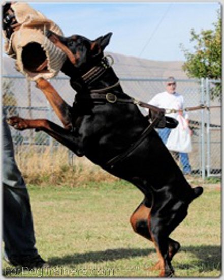 Kourosh is in the process of training wearing Exclusive Luxury Handcrafted Padded Leather Dog Harness - H10