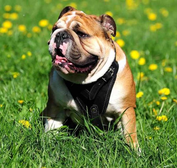 Padded Leather Dog Harness for English Bulldog Agitation/Protection Training