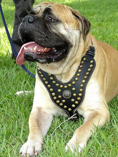 Royal Dog Harness - Exclusive Design Studded Leather Harness