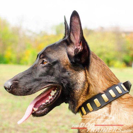 Gorgeous Wide Plated Leather Belgian Malinois Collar