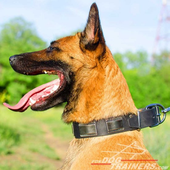 Malinois Extraordinary Leather Collar with Nickel Plates