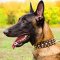 Leather Belgian Malinois Collar with 3 rows of Nickel Studs and Brass Spikes