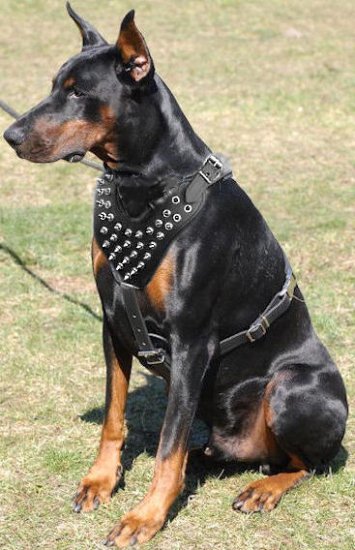 Doberman Pinscher Spiked leather Dog Harness