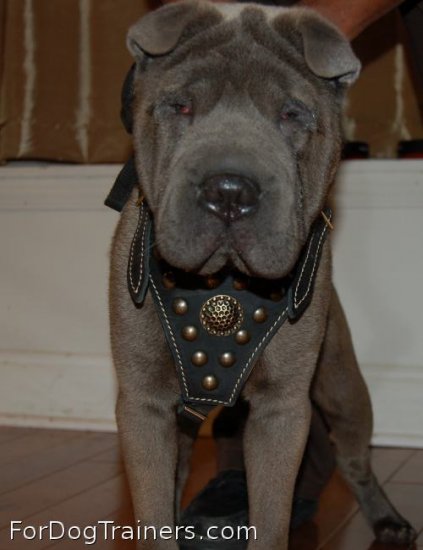 Achilles is so confident in Royal Dog Harness - Exclusive Design Studded Leather Harness - product code H11