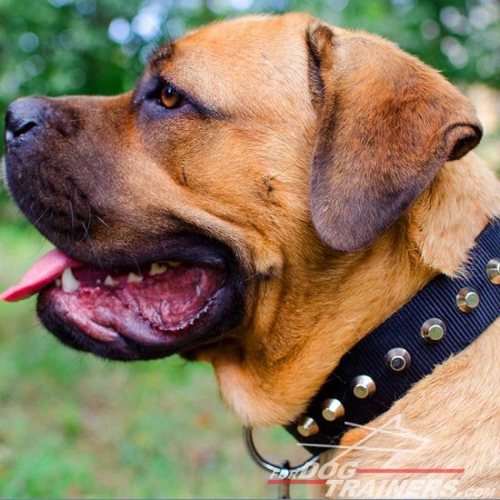 Fascinating Wide Nylon Cane Corso Collar - Fashion Exclusive Design