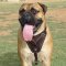 Agitation/Protection Leather Dog Harness-Bullmastiff