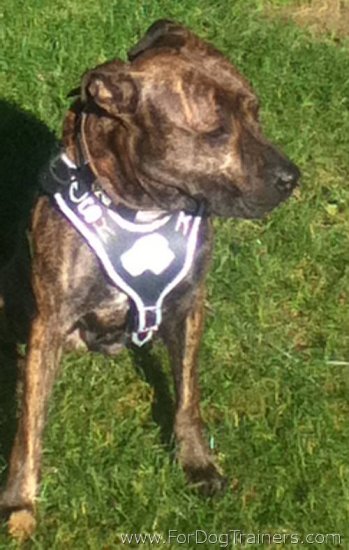 Pitbull Looking Great in our Agitation / Protection / Attack Leather Dog Harness - H8