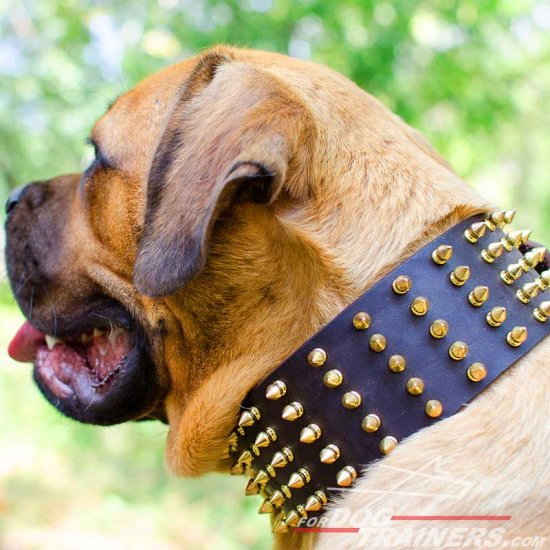 Fascinating Extra Wide Leather Cane Corso Collar with Hand-Set Brass Spikes