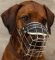 Maya is fancy in new Revolution Design Dog Muzzle - M9