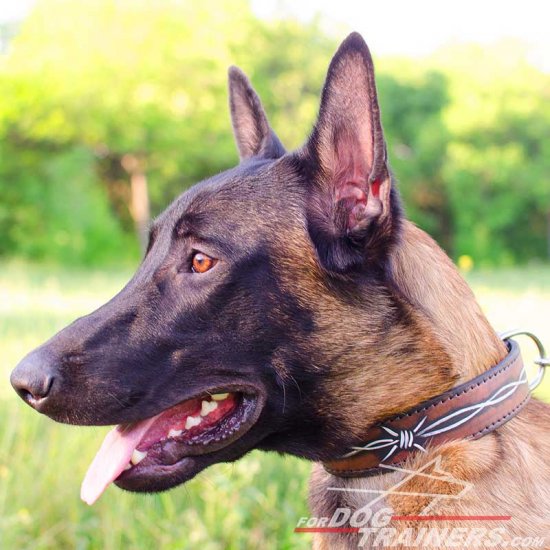 Malinois Hand Painted Leather Collar with Barbed Wire Design