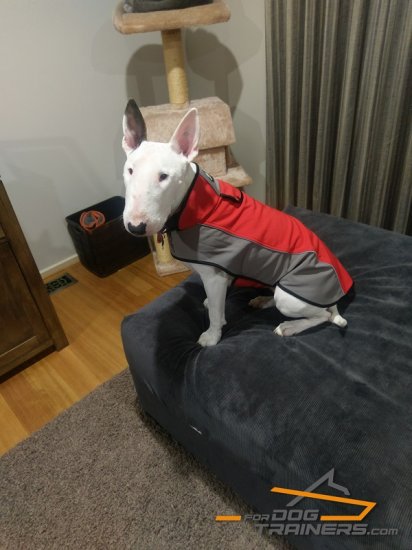 Nylon English Bullterrier Coat Harness for Winter Warming