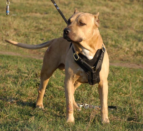 Handcrafted Padded Leather Pitbull Harness