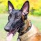 Malinois Leather Dog Collar with Fashionable Adornments