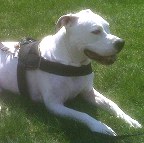 Annie wearing our exclusive weather dog harness for tracking / pulling Designed to fit American Bulldog- H6