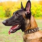 Leather Belgian Malinois Collar with 3 rows of Nickel Studs and Brass Spikes