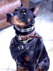 Leather Canine Harness for Doberman Training, Walking and Attack Work - H1_8