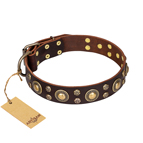 ‘Flower Melody’ FDT Artisan Brown Leather Dog Collar with Mixed Studs
