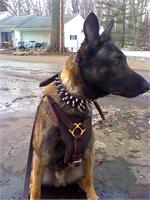 Malinois 3 Rows Leather Spiked Dog Collar -S44