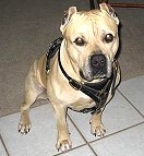 Great looking Pit bull wearing our Luxury handcrafted leather dog harness H3