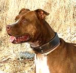 Royal Nappa Padded Hand Made Leather Dog Collar - code C443_1