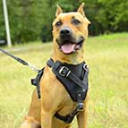 Padded Leather Dog Harness for Pitbull Agitation, Protection and Attack Training