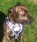 Pitbull Looking Great in our Agitation / Protection / Attack Leather Dog Harness - H8
