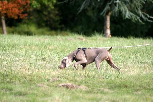 Weimaraner harness