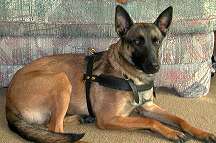 Malinois dog harness