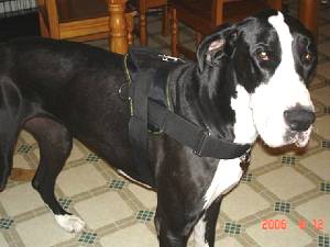 nylon dog harness