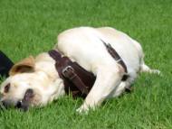 labrador harness leather padded