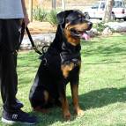 Best rottweiler dog harness