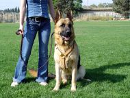 German Shepherd Training Leather Dog Harness in Tan Color