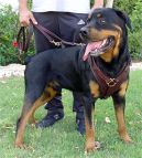 Rottweiler Leather Attack Training Harness