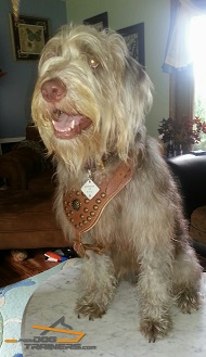 Furry Poodle Looks Awesome in New Studded Leather Harness for Daily Walking in Style