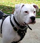 Great looking American bulldog wearing our Luxury handcrafted leather dog harness H3