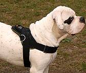 All Weather dog harness for tracking / pulling Designed to fit American Bulldog