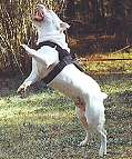 All Weather dog harness for tracking / pulling Designed to fit american bulldog- H6