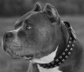 Exclusive "Caterpillar" Design Leather Dog Collar for Pitbulls